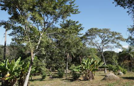 Haras Santa Amalia - Nova União MG - Foto 68