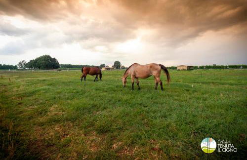 Agriturismo Relais Tenuta il Cigno - Foto 33