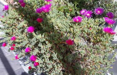 Sunrise - Casa Sao Joao - 4 Star Tourist Apartments - Photo 50