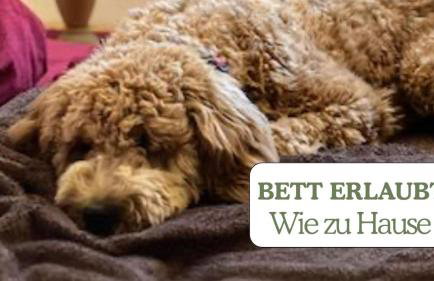 Hundeurlaub - Tiny House im Wald - Foto 15