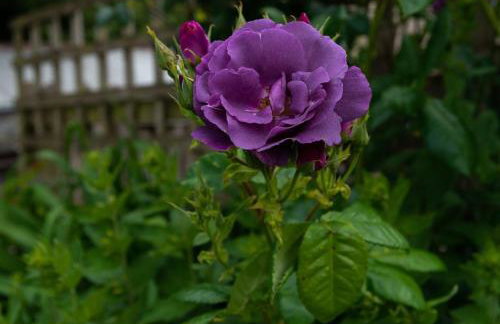 Demelza Cottage Apartment - Foto 18