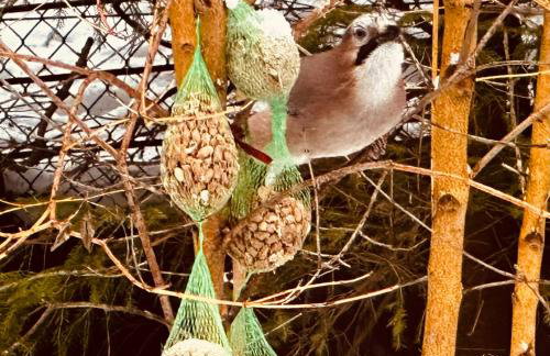 Dom Puchacza w Lądku-Zdroju - Foto 67