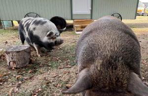 Starry Meadow & Rescued Animal Experiences - Foto 8