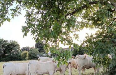 Les hirondelles - Foto 41