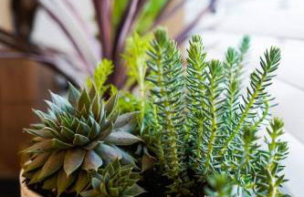 Canyon Stop - Foto 16