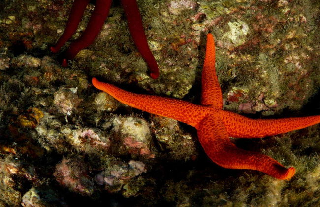 Curso de buceo PADI Open Water - Foto 4