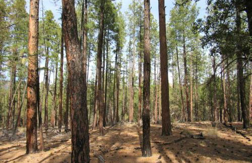 Forest Cabin 7 Seventh Heaven - Foto 16