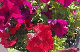 PARADISE GARDEN - Photo 47