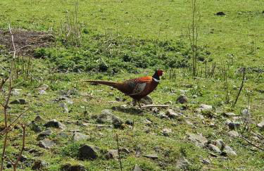 Wales' Highest Village - The Chartist Cottage - Trefil - Photo 20