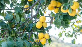 Lemon Tree - Private Garden & View - Foto 3, Garden, Garden view