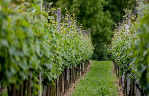 Kuća za odmor Mateja Varaždinske Toplice - Foto 30