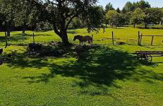 Agroturystyka Noclegi Podlesie - Foto 11