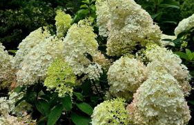 Dogwood Cabin - Foto 22