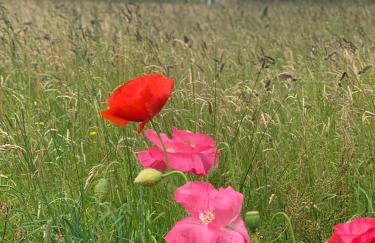 Hillcrest Barn. - Foto 7