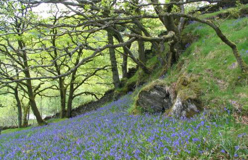 Dolmurgoch Snowdonia Cottage - Foto 21