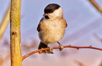 Casa Campomonte - Foto 27