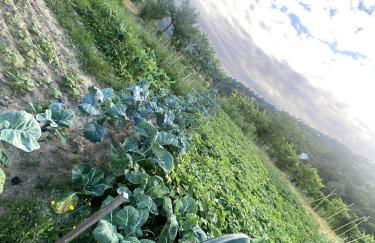 Quinta do Rio Douro - Turismo Rural - Foto 37