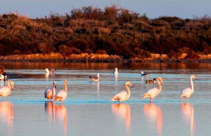 Apartamento vacacional Antares Lo pagan - Foto 45