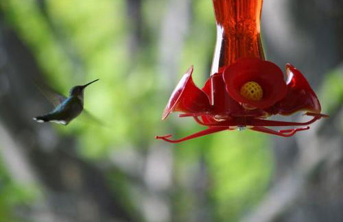 Carraig Mor Cottage - Beautiful House, Amazing Garden, Downtown Baileys Harbor - Foto 36