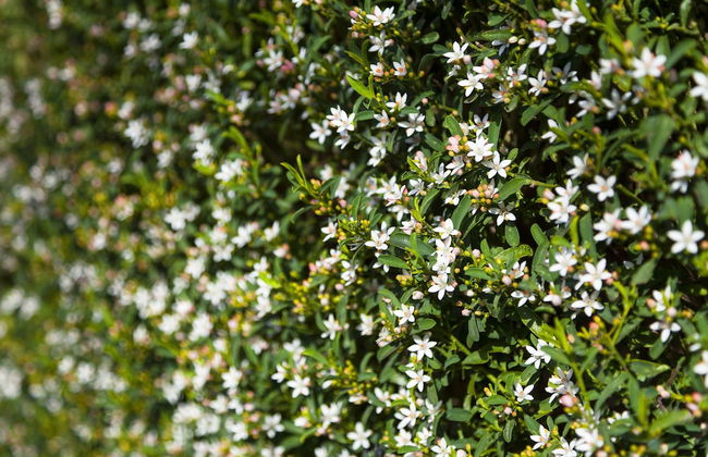 Park Avenue - Forest Hill - Photo 27