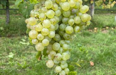 Agriturismo Le Noci - Foto 32