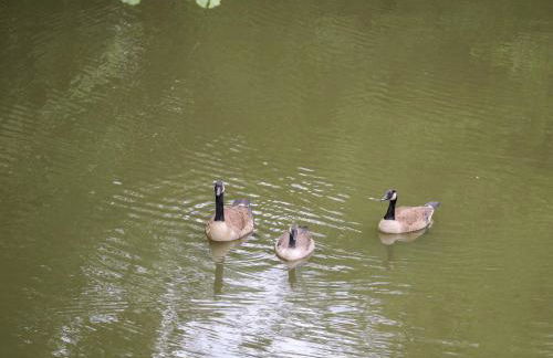 Miswells Cottages - Lake View - Foto 29