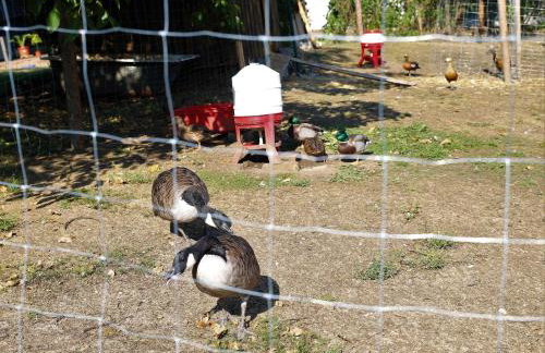 Ferienwohnung Röhrer - Foto 36