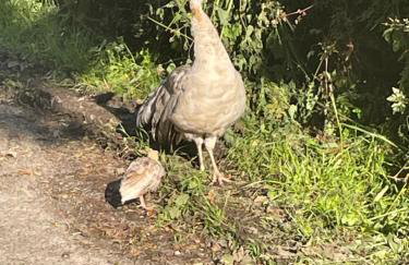 The Forge - Photo 32