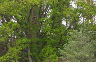 Łosiowa Buda - Foto 12