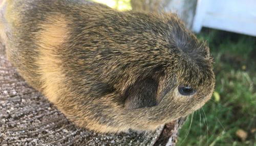 Bauernhofurlaub bei Familie Bokeloh - Foto 3