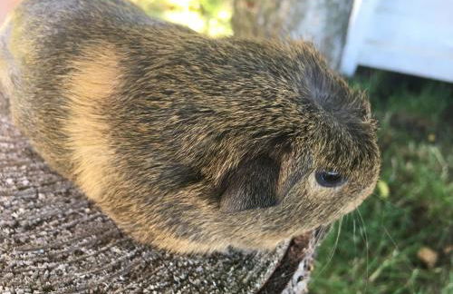 Bauernhofurlaub bei Familie Bokeloh - Foto 3