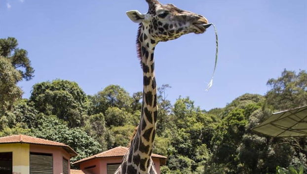 Une des girafes du zoo de Curitiba