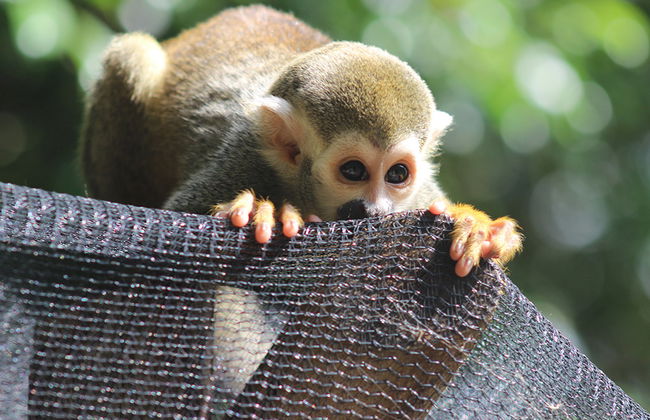 Excursion a Monkeylend desde Bayahibe - Foto 1
