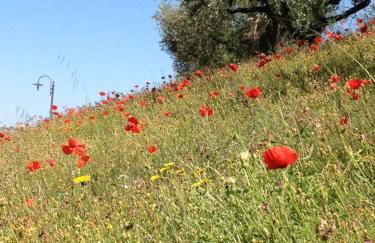Il Poggio Delle Ginestre - Foto 56