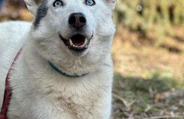 Agroturystyka Traperska Osada - Foto 36