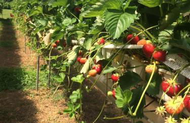 Corte Breda Agriturismo Bed & Breakfast - Foto 37