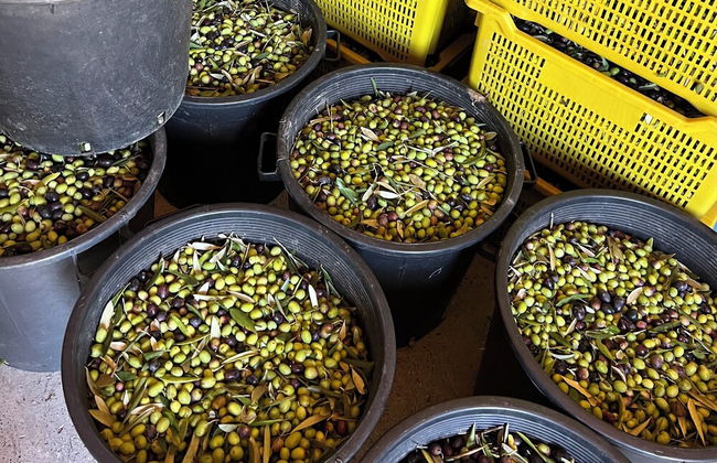 Agriturismo Podere Cortilla - Foto 67