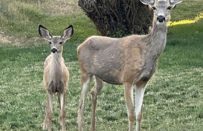 Glacier Peak Resort - Photo 75