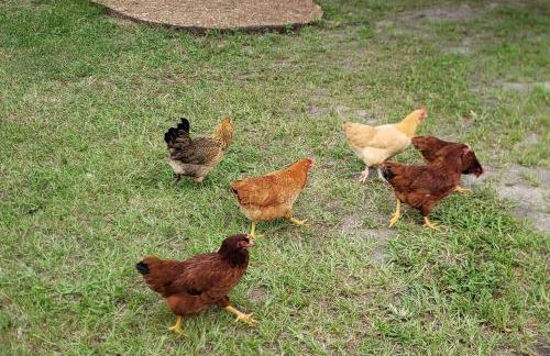 Little Ridge Ranch-East House Quiet Country Getaway-Pet Friendly! - Foto 43