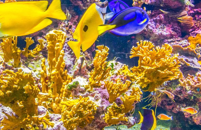 SEA LIFE® Speyer Ticket - Photo 1