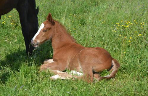 Gîte au Haras - Foto 33