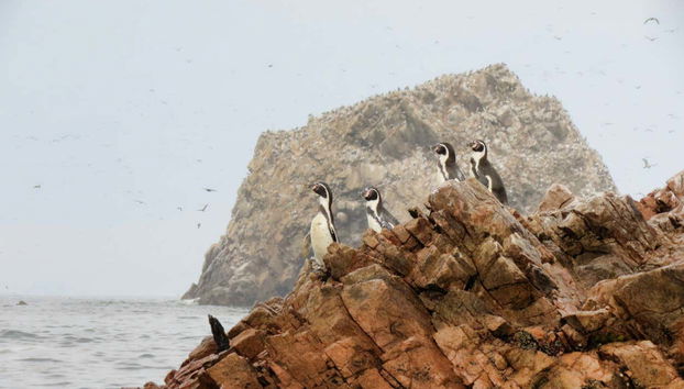 Ica Private Day Trips - Foto 3