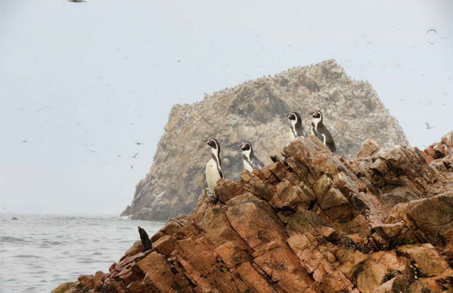 Ica Private Day Trips - Foto 3