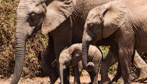 Découvrez le sanctuaire de la jungle des éléphants - Demi-journée - Photo 5
