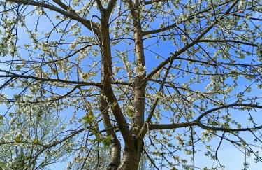 Wolfsgrund 14 - Foto 15