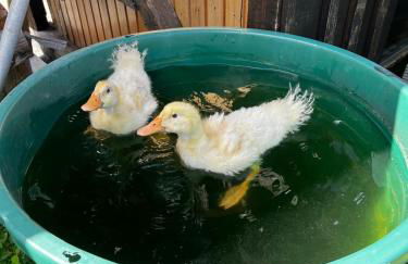 Ferienwohnungen Carlsfeld - Foto 73