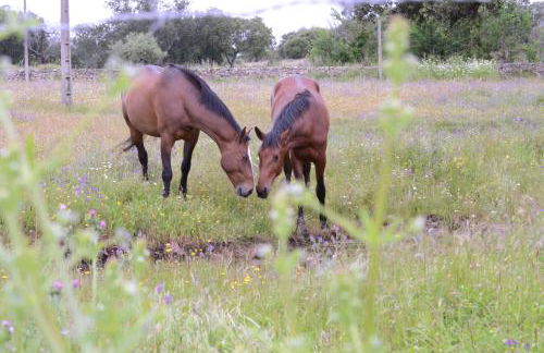 Casa Rural Los Jarales Número Registro TR-CC-00365 - Foto 10