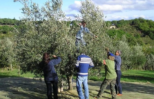 Verdidea - PODERE MONTI - Photo 68