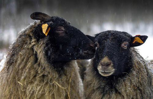 Siedlisko MiłoBrzózka - Photo 34