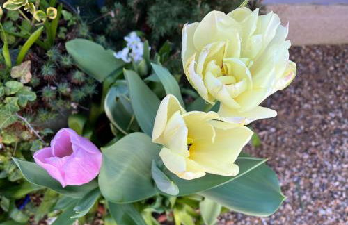 Whitstable The Jolly - Foto 45